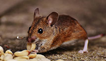 24 Hour & Emergency Exterminators in Farmington, NC